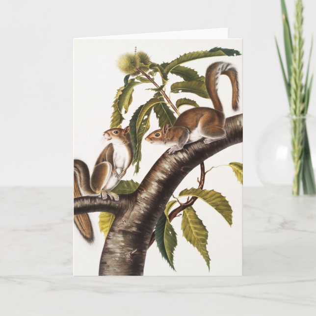 Carte Écureuil gris de Caroline (Sciurus Carolinensis) (Devant)