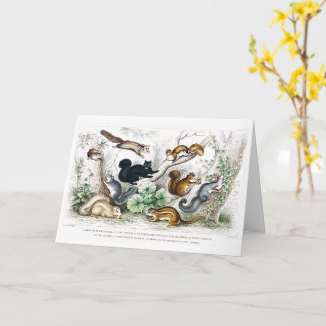 Carte Écureuil noir américain, Ariel Petaurus, écureuil (Fleur jaune)