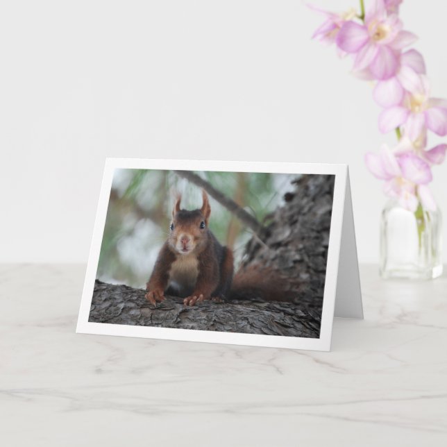 Carte Écureuil roux dans l'arbre (Orchidée)