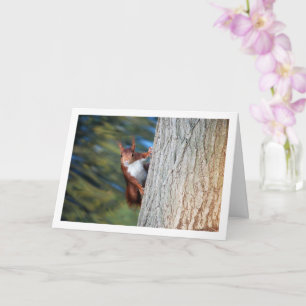 Carte Écureuil roux sur un arbre