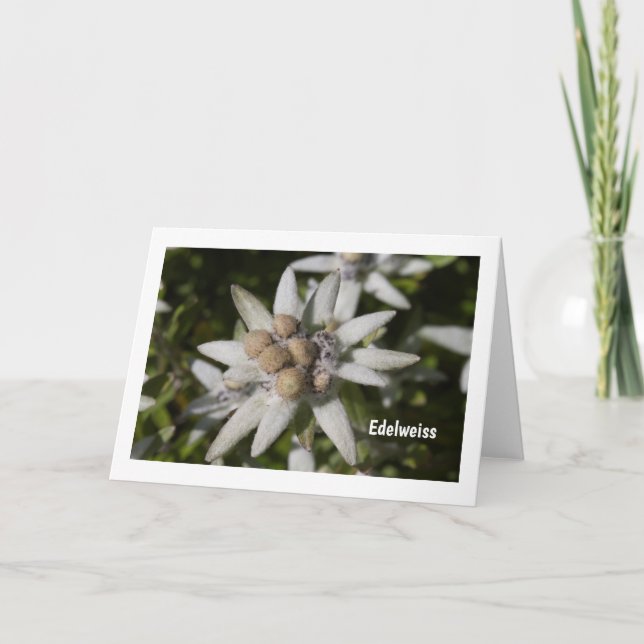 Carte Edelweiss Flower Folded Blank Greeting Card (Devant)