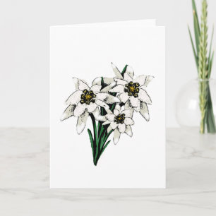 Carte Edelweiss Flowers