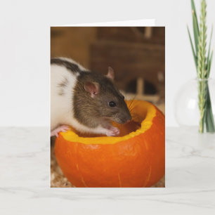 Carte effrayant rat à capuche noire mangeant des graines