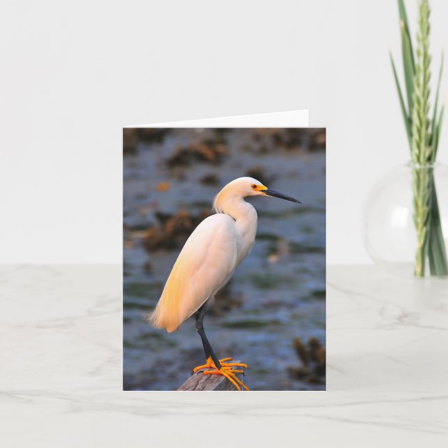 Carte Egretta thula (Devant)