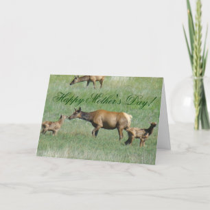 Carte Élan femelle et ses petits
