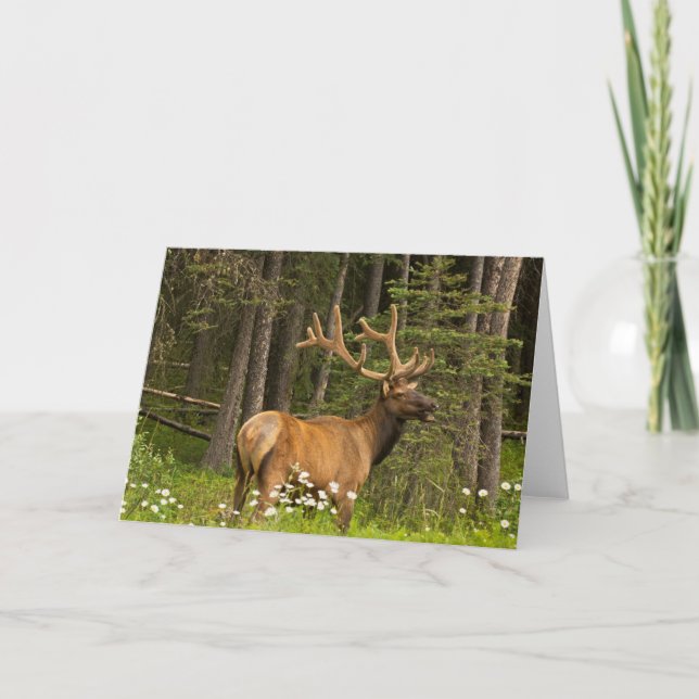 Carte Élan mâle en velours, Canada (Devant)