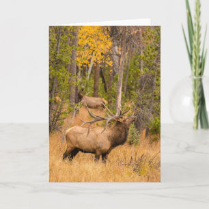 Carte Élan mâle Parc national de Rocky Mountain, Color