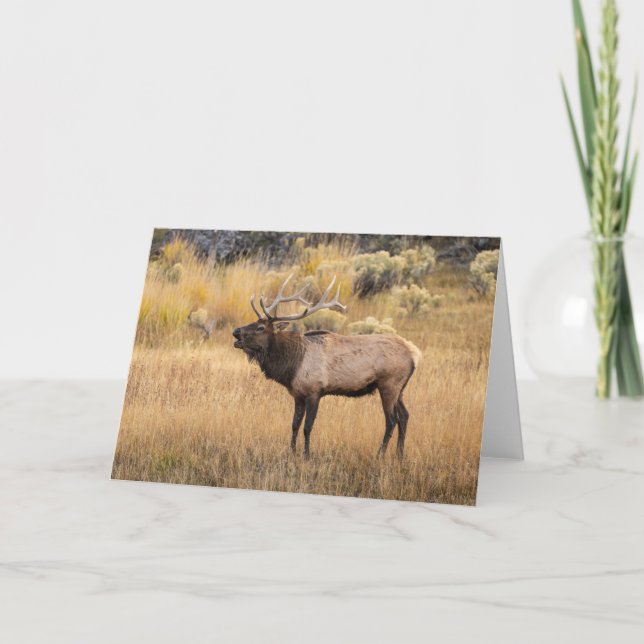 Carte Élan mâle | Parc national de Yellowstone (Devant)