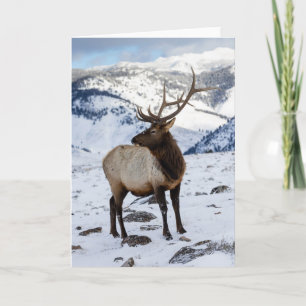 Carte Élan mâle solitaire dans la neige   Parc national 