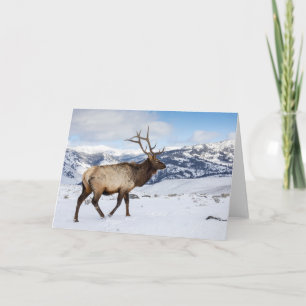 Carte Élan mâle solitaire   Parc national de Yellowstone