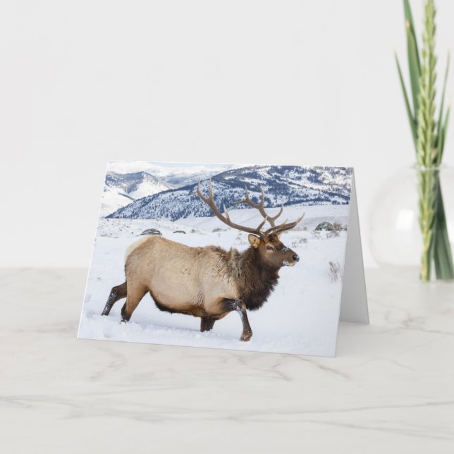 Carte Élan mâle | Wyoming (Devant)