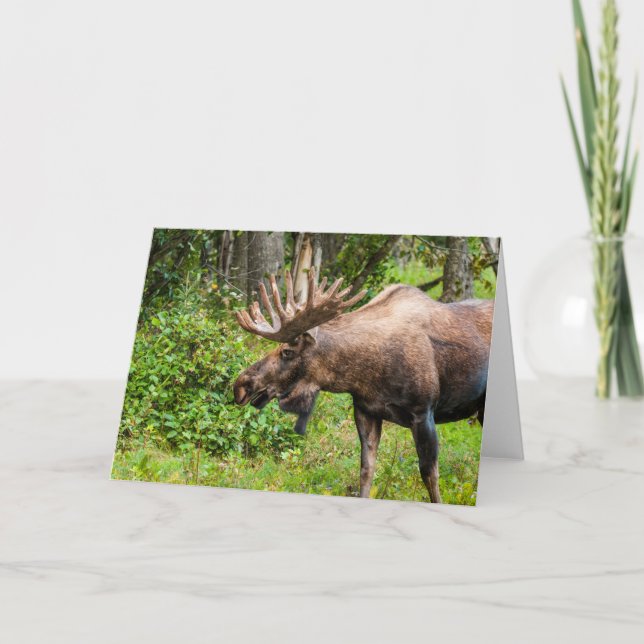 Carte Élan | Péninsule de Kenai, Alaska (Devant)