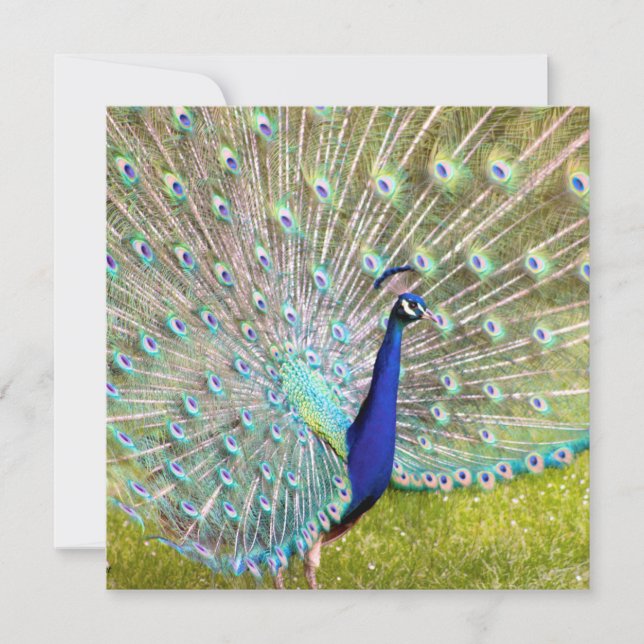 Carte Elégant Peacock Bird Photographie Art (Devant)