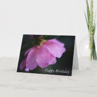 Élégant rose rose gros plan avec Dew Joyeux annive