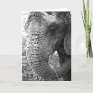 Carte Éléphant