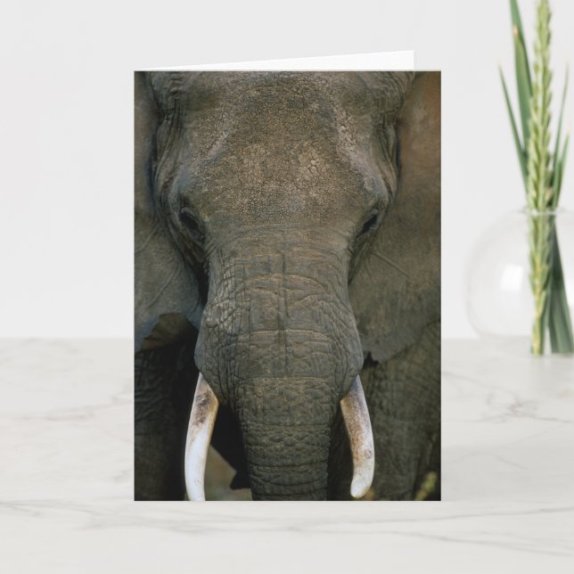 Carte Éléphant africain (Devant)