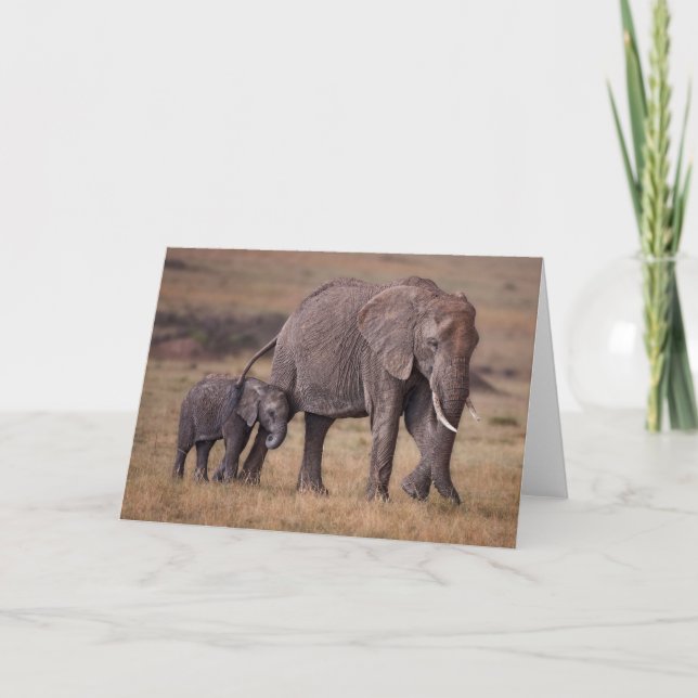 Carte Éléphant d'Afrique avec bébé (Devant)