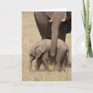 Carte Éléphant d'Afrique bébé avec sa mère