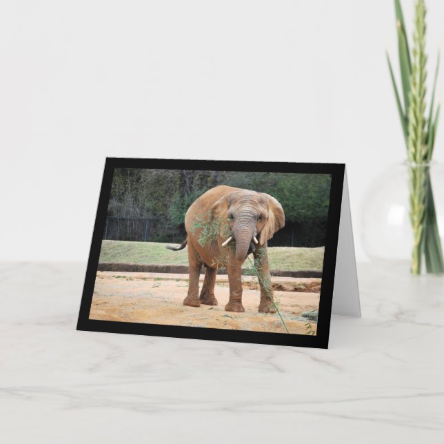 Carte Éléphant d'Afrique mangeant (Devant)