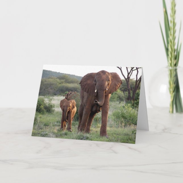 Carte Elephant with Calf Card (Devant)