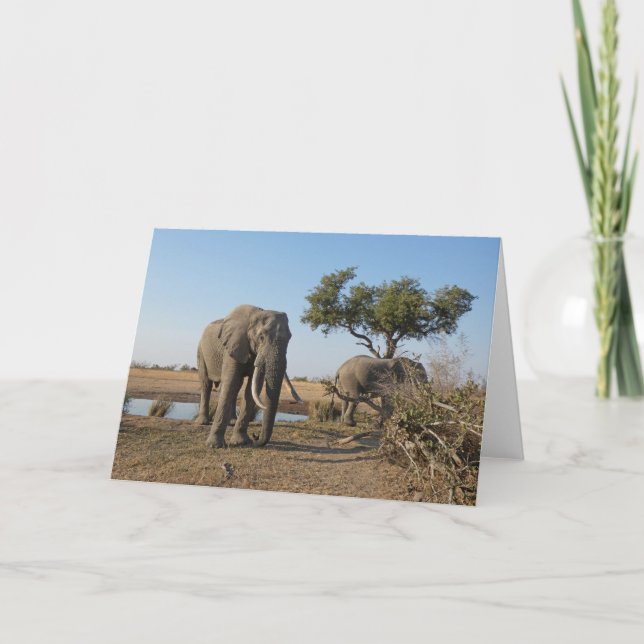 CARTE ÉLÉPHANTS AU POINT D'EAU  (Devant)