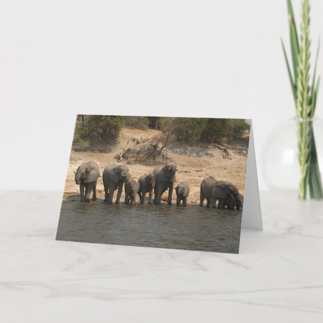 Carte Elephants Drinking from Chobe River (Devant)