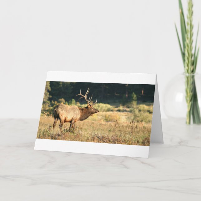 Carte Elk Buck (Devant)