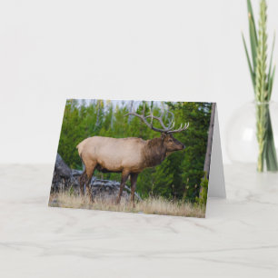 Carte Elk   Parc national de Yellowstone, Wyoming