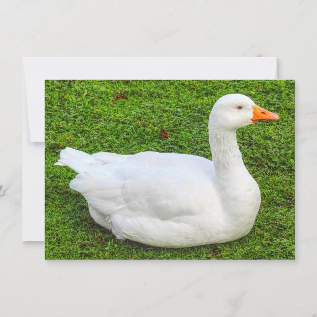 Carte Emden Goose, Roath Park Lake, Cardiff, Pays de Gal (Devant)