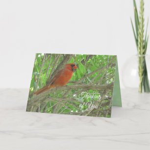 Carte En pensant à vous   Cardinal perché sur une branch
