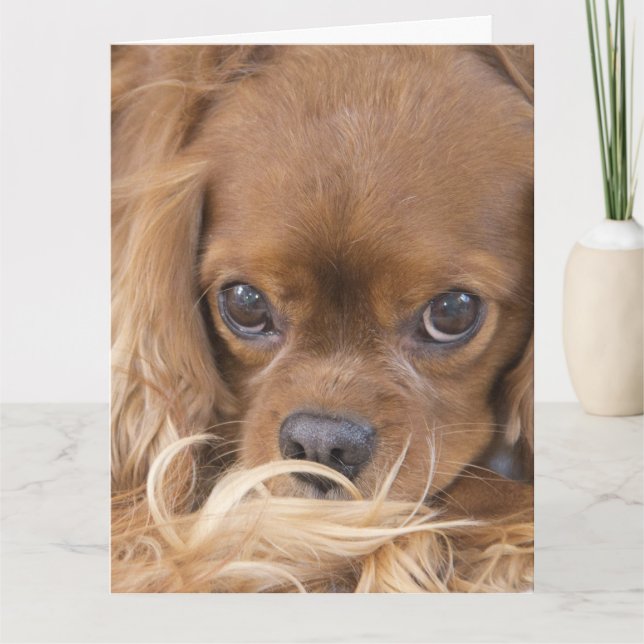 Carte En pensant à vous Ruby Cavalier King Charles Spani (Devant)