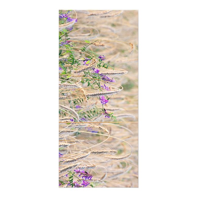 Carte en rack pour grains en croissance (Devant)