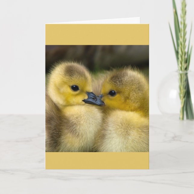 Carte Encouragement ou obtenir bien Cuddling Canettes (Devant)