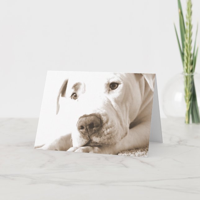 Carte endormi pitbull blanc amical haine acte pas race (Devant)