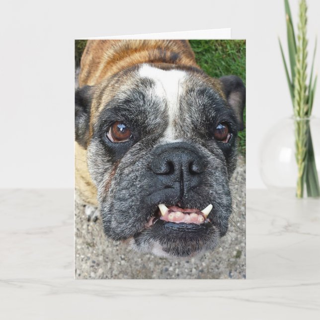 Carte English Bulldog Birthday (Devant)