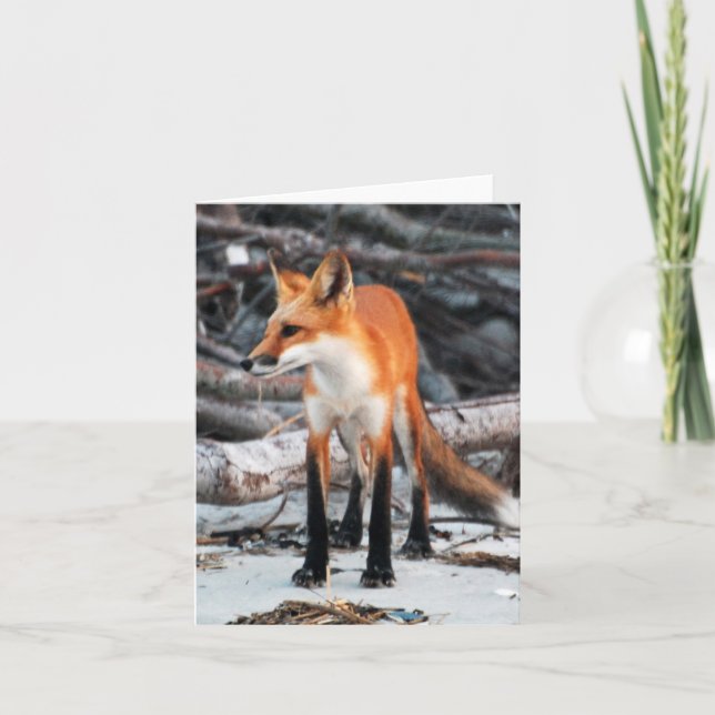 Carte Enregistrer notre série Planet Red Fox note/carte  (Devant)