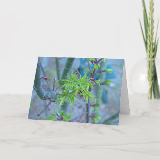 Carte Érable japonais de la crinière du lion