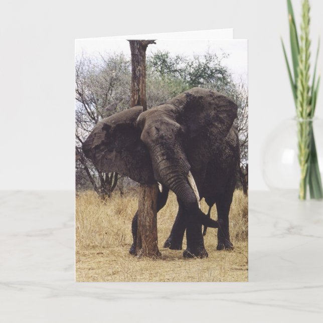 Carte Éraflure de Tembo (éléphant) (Devant)