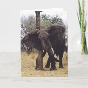 Carte Éraflure de Tembo (éléphant)