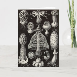 Carte Ernst Haeckel - champignons de Basimycetes