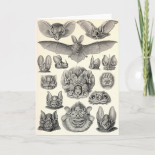 Carte Ernst Haeckel - chauves-souris de Chiroptera