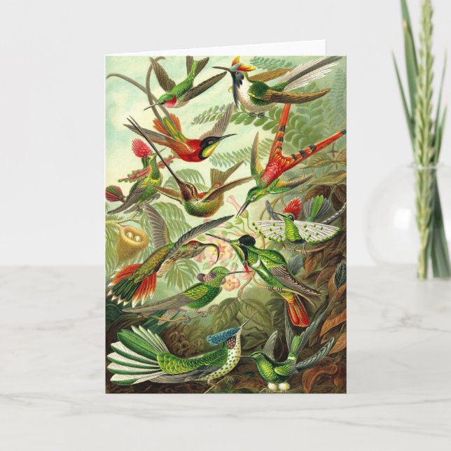 Carte Ernst Haeckel - colibris de Trochilidae (Devant)