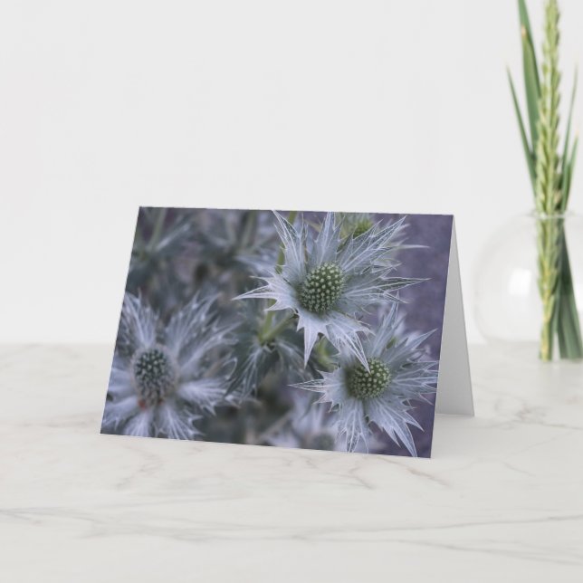 Carte Eryngium giganteum, 'Le fantôme de Miss Willmott' (Devant)