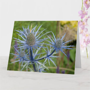Carte Eryngium Maritimum, Sea Holly