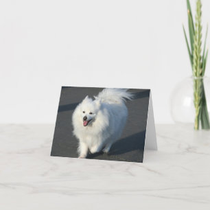 Carte Eskimo notecard