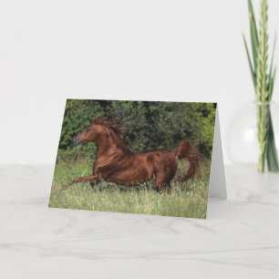 Carte Étalon arabe fonctionnant dans l'herbe