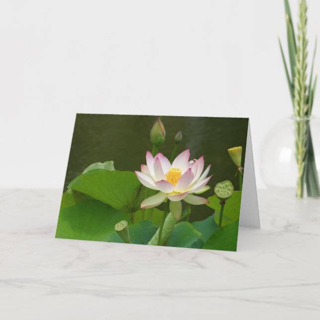 Carte Étangs de fleurs de lotus (Devant)