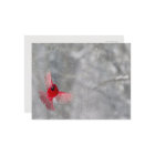 États-Unis, Indiana, Indianapolis. Un cardinal mâl