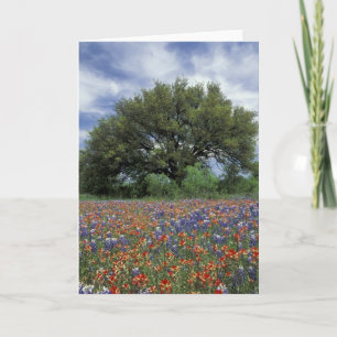 Carte États-Unis, Texas, Marble Falls Paintbrush et