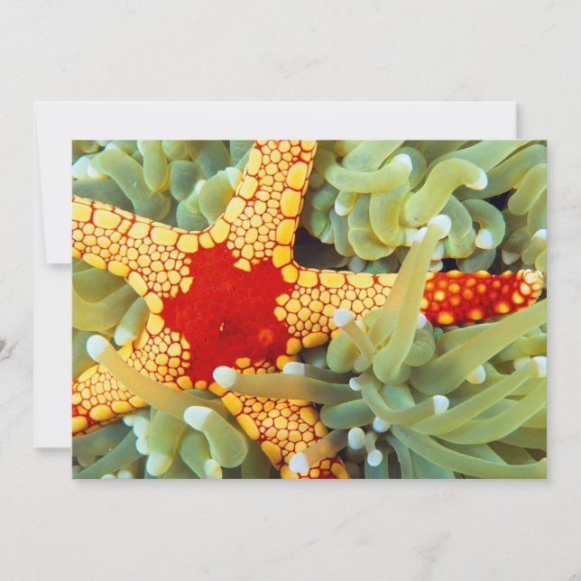 Carte Étoile de mer rouge et jaune (Devant)